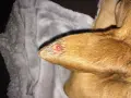 Primer plano de una oreja de perro con granos, mostrando una lesión roja e inflamada.