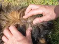 Manos separan el pelaje de un perro para mostrar garrapatas, buscando remedios caseros para pulgas en perros.