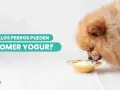 Un perro peludo disfruta de un tazón de yogur. ¿Los perros pueden comer yogur?