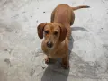 Teckel marrón de cuerpo largo y orejas caídas, observando atentamente. Su peso es ideal para su raza.