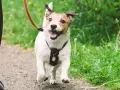 ¡Mi perro se vuelve loco cuando lo saco a pasear! Corre feliz por el sendero, con la lengua fuera y las orejas al viento.