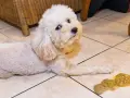 Un perro blanco mira con preocupación al lado de un vómito amarillo en el suelo.