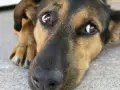Un perro con grandes ojos de ballena mira con ternura.