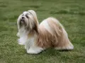 Un elegante lhasa apso con pelaje largo y sedoso, de pie sobre el césped verde, con la lengua ligeramente afuera.
