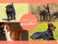 Cuatro tipos de pinscher miniatura: Affenpinscher, Pinscher Miniatura, Austríaco y Dóberman.
