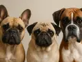 Tres adorables perros braquicéfalos: un bulldog francés, un pug y un boxer, posan juntos con miradas curiosas.