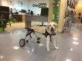 Labrador con carrito ortopédico, parece que mi perro se cae de repente, pero está bien.