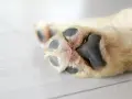 Almohadillas de perro con pelaje claro y almohadillas negras. Busca remedios caseros para hidratar las almohadillas de los perros.