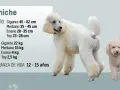 Dos perros caniche, uno grande y blanco, y otro pequeño y beige, posan junto a información sobre su tamaño, peso y esperanza de vida.
