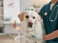 Veterinario examina a un perro con posible **albumina baja en perros**. El can, un labrador blanco, mira a la cámara con preocupación.