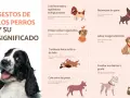 Descubre los 50 gestos de los perros y su significado. Aprende a interpretar el lenguaje corporal canino, desde la cola levantada hasta las orejas caídas.