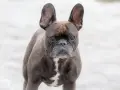 Un adorable bulldog francés con orejas grandes y expresivas mira fijamente.