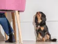 Un perro Cavalier King Charles Spaniel mira hacia arriba, esperando. Mi perro me sigue a todos lados, incluso cuando me siento en una silla rosa.