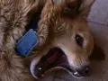 Un perro marrón con collar azul bosteza, mostrando sus dientes. Vivir con un perro reactivo a veces es así de intenso.