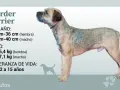 Un border terrier de pie, con información sobre su tamaño, peso y esperanza de vida.