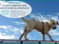Un perro adoptado necesita tiempo para adaptarse. Paciencia y amor son clave para su recuperación.
