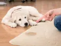 Cachorro triste mira dedo señalando mancha. Lección sobre como enseñar a un cachorro a no mearse en casa.