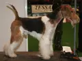 Fox terrier tricolor, con barba y patas peludas, posa en una mesa de exposición.