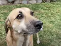 Perro con mirada curiosa en el jardín. ¿Cuánto tarda un perro en adaptarse a un nuevo dueño?