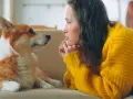 Un perro corgi mira fijamente a su dueña, con una expresión que parece de perro celoso de mi pareja.