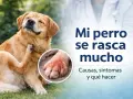 Golden retriever se rasca mucho, mostrando una pata irritada. Texto: "Mi perro se rasca mucho. Causas, síntomas y qué hacer.