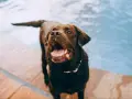 Perro marrón feliz junto a la piscina, jadeando. Una forma divertida de cómo cansar mentalmente a un perro es con juegos acuáticos.