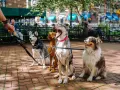 Cuatro perros sentados en fila, esperando pacientemente. Un perro obediente, un husky, un vizsla y un pastor australiano.