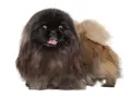 Un adorable perro pekinés con pelaje largo y oscuro, con la lengua fuera y ojos curiosos, posa sobre fondo blanco.