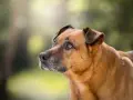 Perro mestizo de pelaje marrón y ojos tristes, parece que mi perro no quiere salir de casa hoy.