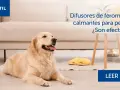 Golden retriever tranquilo en casa. Difusores de feromonas para perros calman la ansiedad.