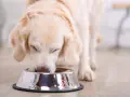 Perro golden retriever comiendo de un cuenco, ideal para una dieta casera para perros con diabetes.