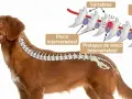 Ilustración de la columna vertebral de un perro, mostrando un disco intervertebral prolapsado. La imagen explica la causa de dolor y la posible decisión de sacrificar perro por hernia discal.