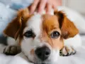 Primer plano de un perro con pelaje blanco y marrón, con una mano acariciando su cabeza. A veces, mi perro no me saluda cuando llego a casa.