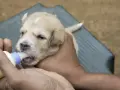 Un tierno cachorro recibe su biberón, un momento clave en la alimentación cachorros.