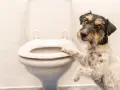 Un perro juguetón se apoya en el inodoro, ¿será que quiere saber porque mi perro me sigue al baño?