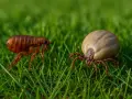 Un insecto parecido a la garrapata, una pulga, y una garrapata hinchada se encuentran en la hierba verde.