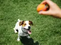 Un perro Jack Russell mira atentamente una pelota naranja que una mano está a punto de lanzar. ¡Perfecto para empezar a enseñar a un perro a traer la pelota!