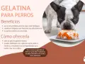 Un bulldog francés mira con curiosidad una gelatina con trozos de pollo y zanahoria. Los perros pueden comer gelatina, es buena para sus articulaciones.