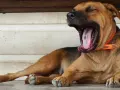 Mi perro bosteza cuando lo acaricio, mostrando su gran boca y lengua rosada.