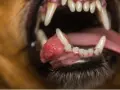 Boca abierta de un perro mostrando un epulis, una masa rosada y abultada en la encía inferior, cerca de los dientes.