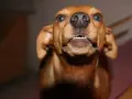 Mi perro le gruñe al nuevo cachorro, mostrando sus dientes.