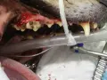 Boca de perro con encías inflamadas y dientes sucios, indicativo de mal aliento en perros. Se observa equipo veterinario.