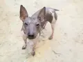 Un curioso perro sin pelo con grandes orejas mira fijamente a la cámara.