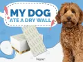 Perro adorable mira a la cámara. Detrás, un letrero dice "Mi perro se comió una pared de yeso". Hay pilas de paneles de yeso. ¿Cómo hacer que mi perro deje de comerse la pared?