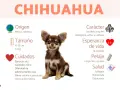 Un adorable chihuahua perro, con información sobre su origen, tamaño, cuidados, carácter, esperanza de vida, pelaje y salud.
