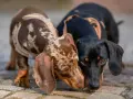 Dos adorables perros salchicha, uno atigrado y otro negro, se saludan con ternura.
