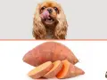 Un perro con la lengua fuera mira un boniato entero y cortado. ¡Los perros pueden comer boniato!