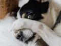 Mi perro llora porque quiere dormir conmigo. Su patita cubre su ojo, como si pidiera permiso para acurrucarse.