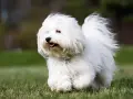 Un adorable coton de tulear corre feliz por el césped, con su pelaje blanco ondeando al viento.
