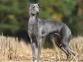 Elegante galgo pequeño de pelaje gris, con un collar de brillantes, posa en un campo de rastrojos con un fondo de árboles.
